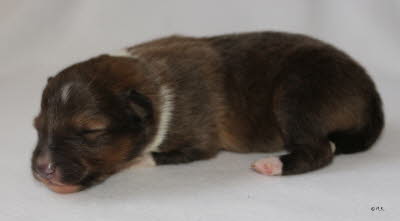 Fiete 3 2 Tage